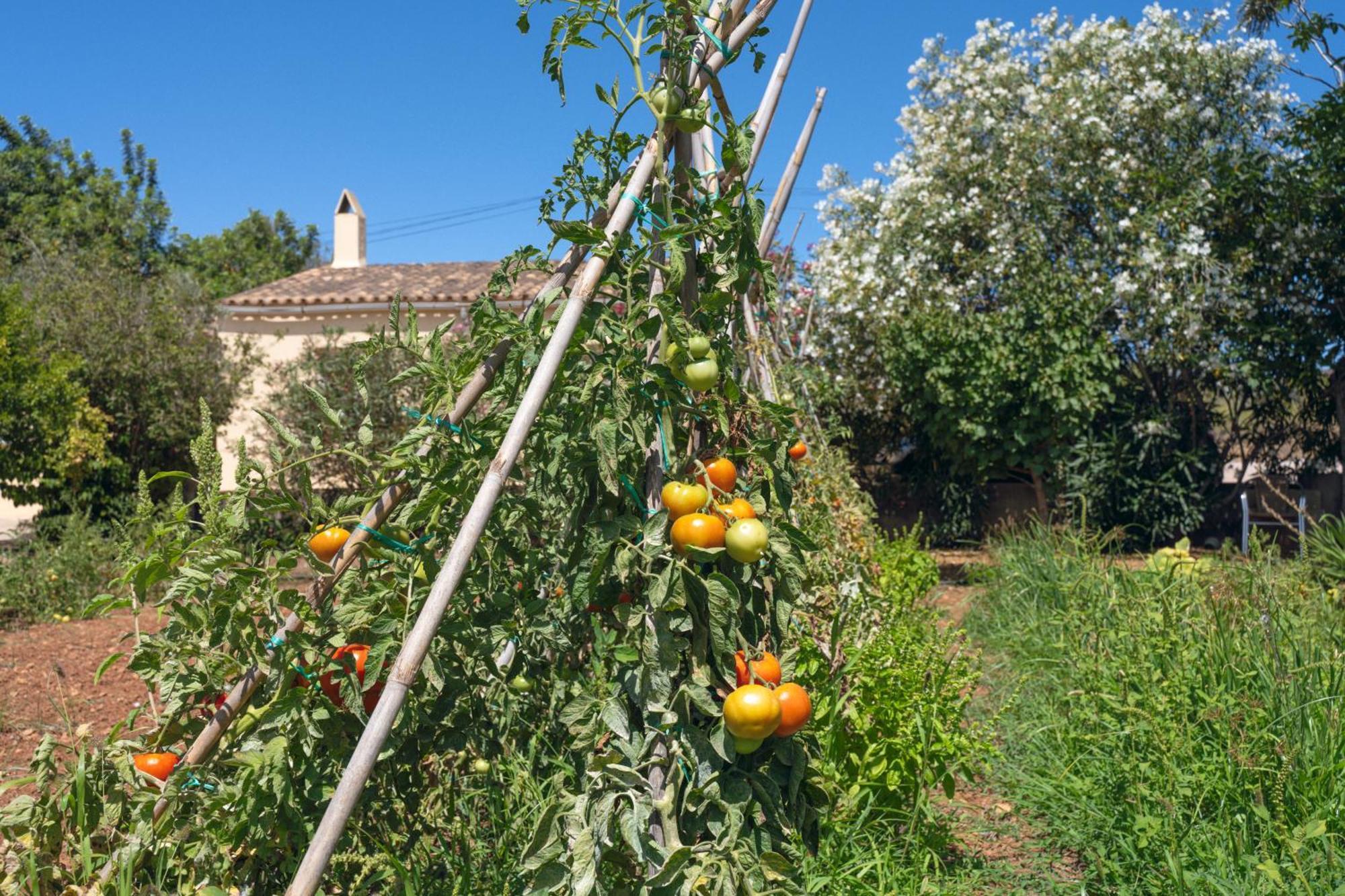 Finca Es Baladre カプデペラ エクステリア 写真